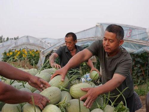 徐校长吃瓜,校园风云再起 第3张 徐校长吃瓜,校园风云再起 第3张